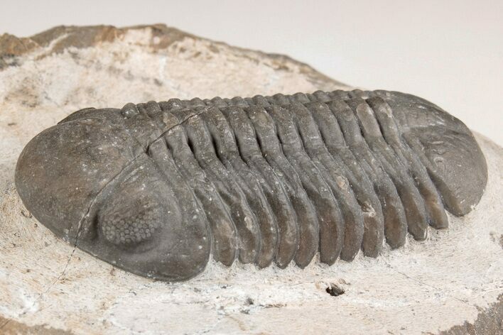 Austerops Trilobite - Jorf, Morocco #204215